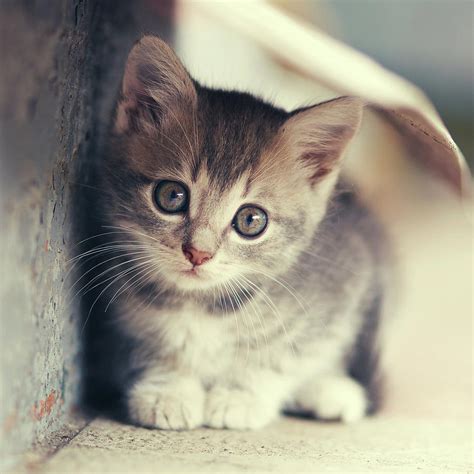Little Kitten .